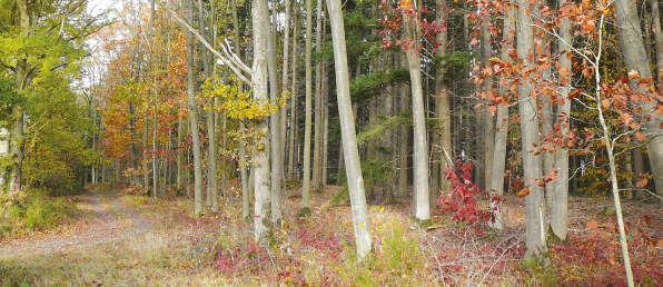 Forêt :  GF Saint Louis de FIDUCIAL Gérance